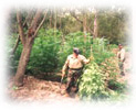 CAMP destroying marijuana planting site