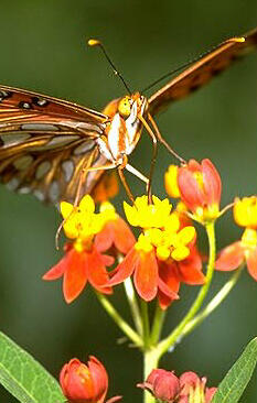 Butterfly on Bloodflower (C) J.R. Manhart