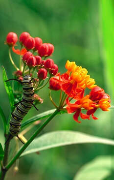 Caterpillar on Bloodflower (C) Bobby Gendron